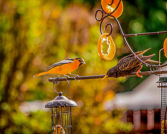 bird_56
