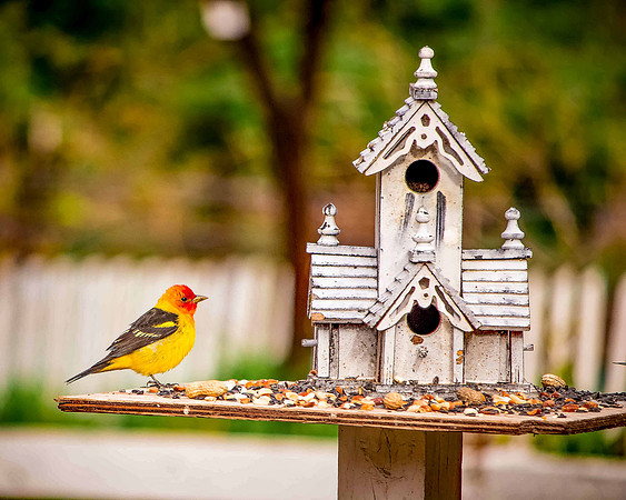bird_7