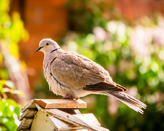 bird_42
