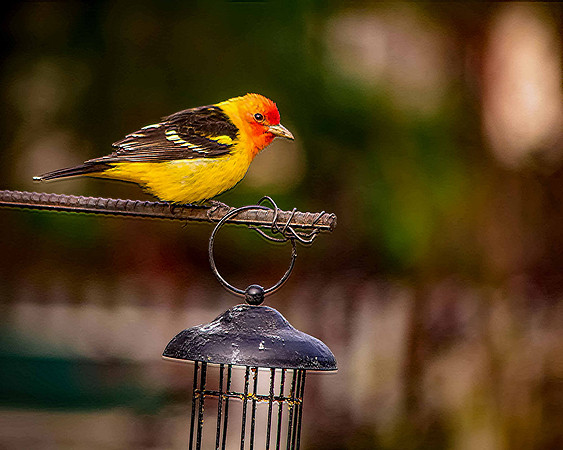 bird_9