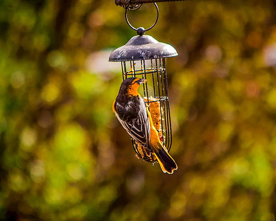 bird_50