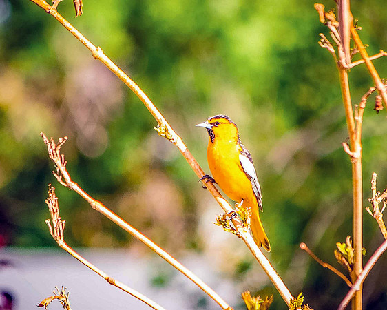 bird_92