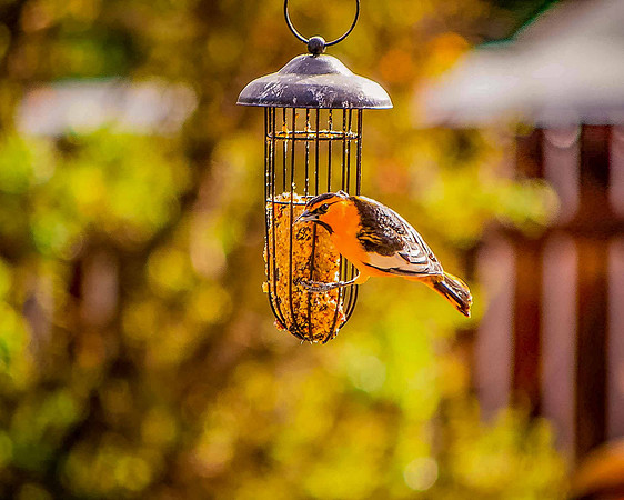 bird_63