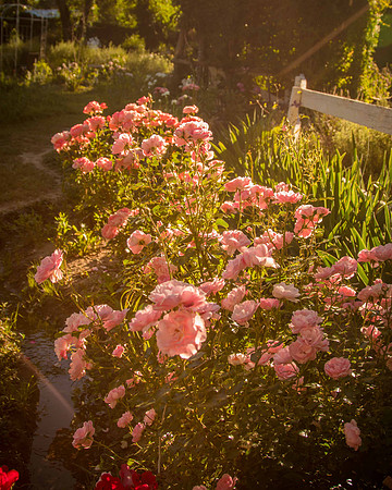 caddyjune_26