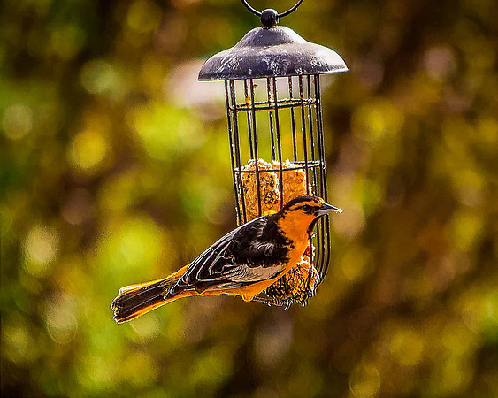 bird_44