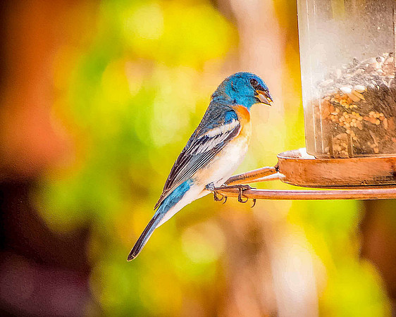 bird_84