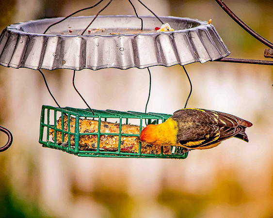 bird_14