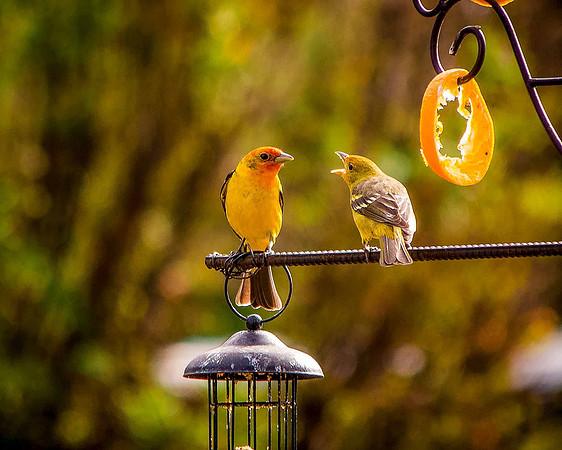 bird_26