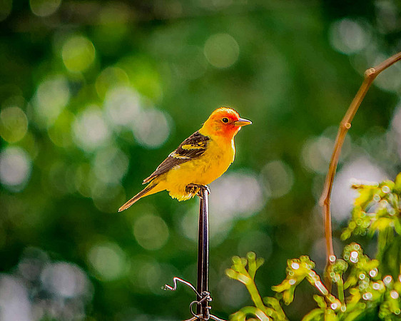 bird_57
