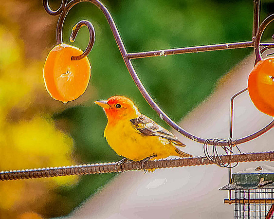 bird_65