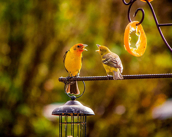 bird_24