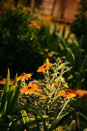 lavender_2