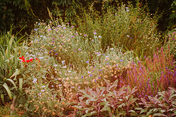 lavender_5