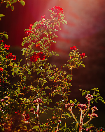 lavender_8