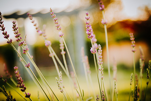 lavender_29