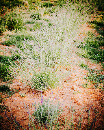 lavender_31