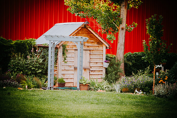 lavender_34
