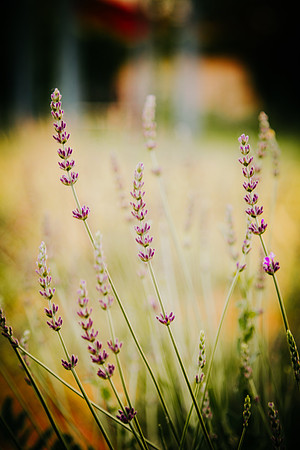 lavender_35