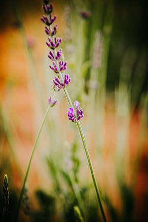 lavender_36