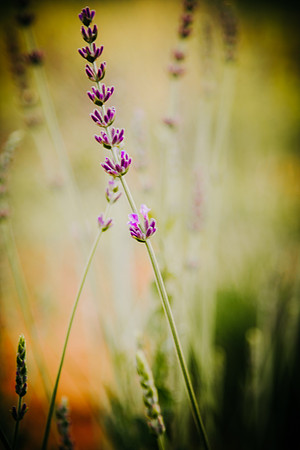 lavender_37