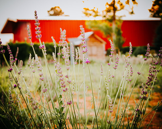 lavender_39