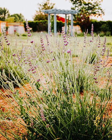 lavender_42