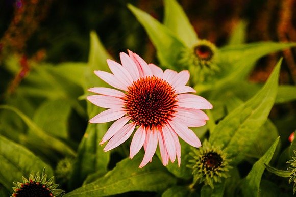 lavender_44