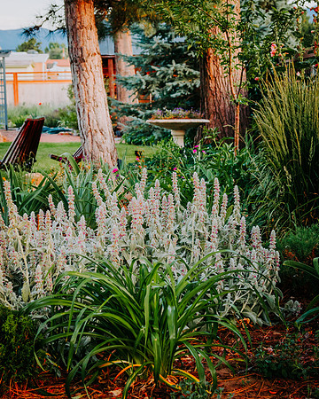 lavender_77