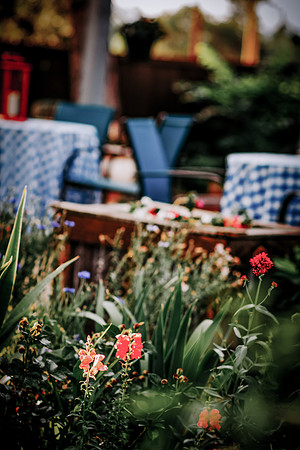 lavender_1