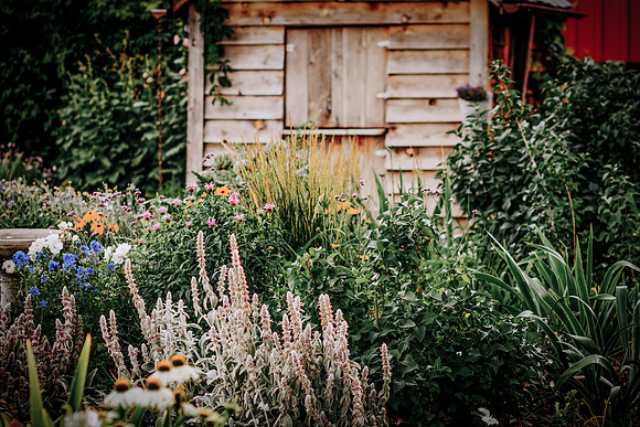 lavender_3