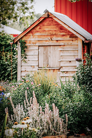 lavender_4