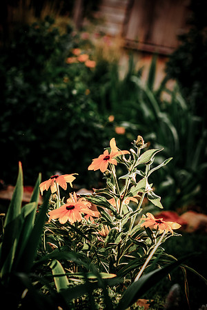 lavender_2