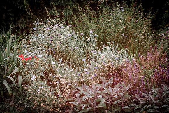 lavender_5