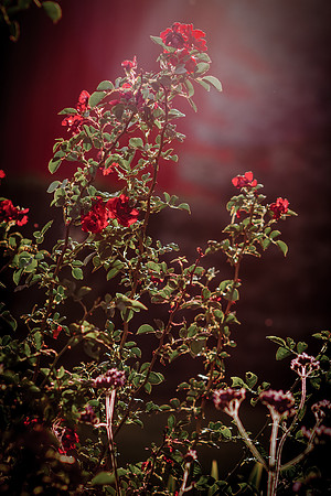 lavender_8