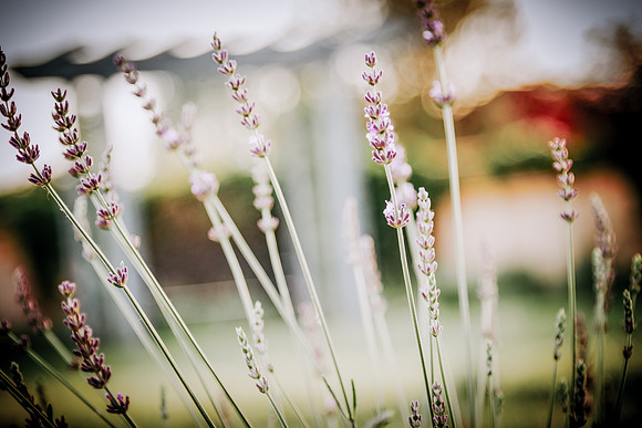 lavender_29