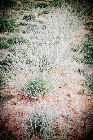 lavender_31