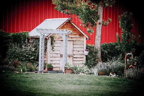 lavender_34