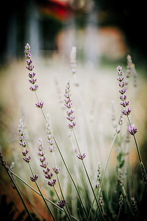 lavender_35