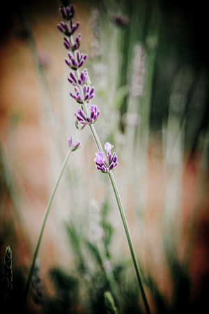 lavender_36