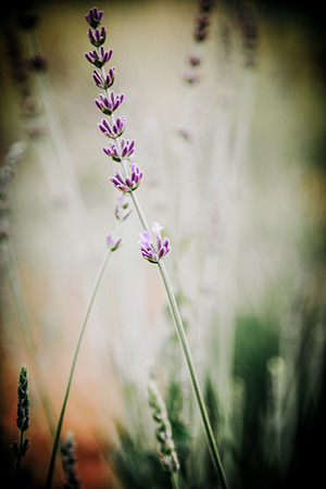 lavender_37