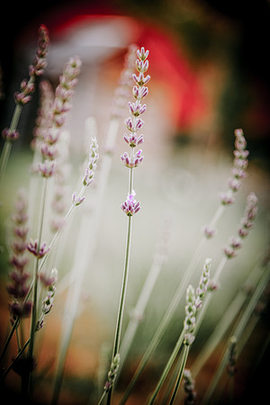 lavender_38