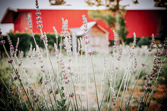 lavender_39