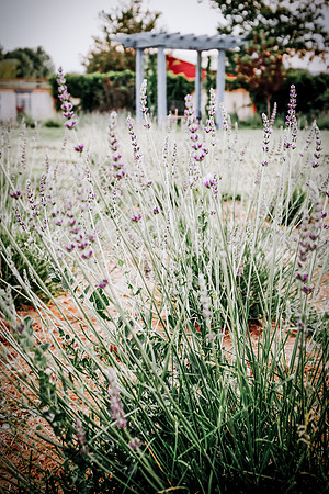 lavender_42