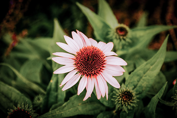 lavender_44