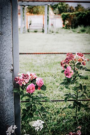 lavender_47