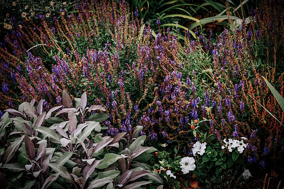 lavender_53