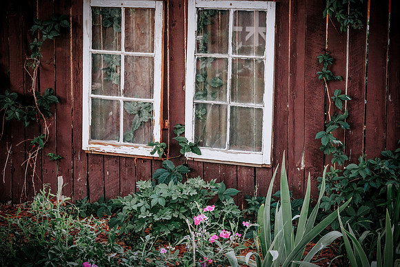 lavender_70