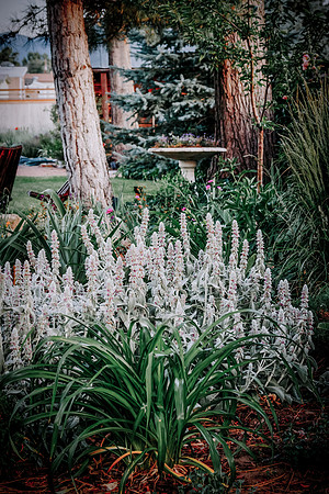 lavender_77