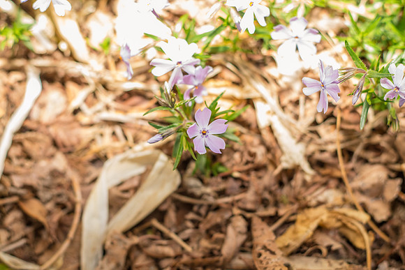 caddyapril2021_48