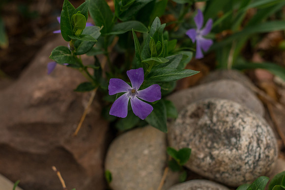 caddyapril2021_50